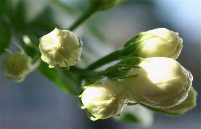 茉莉花 种植 注意事项