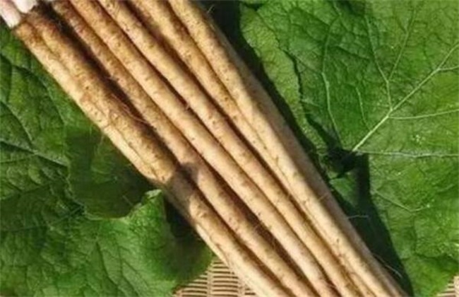 牛蒡多少钱一斤