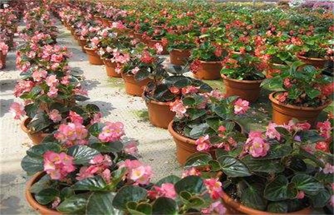 海棠花的养殖方法