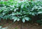 冬季三七种植管理技术要点