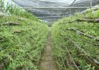 石斛种植的施肥方法