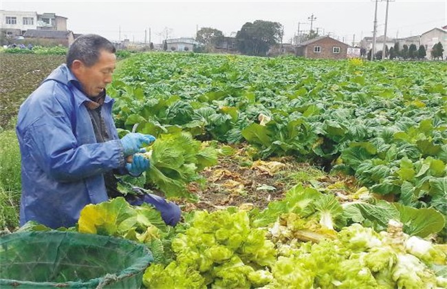 娃娃菜 管理 要点