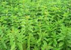 怎么种植溪黄草