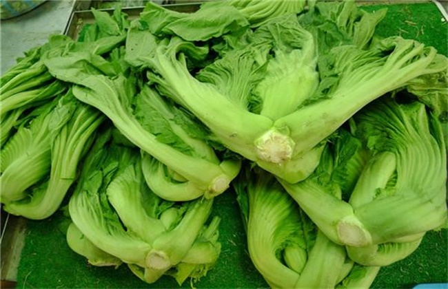 大芥菜和小芥菜的区别