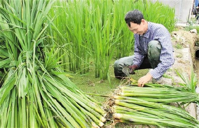 茭白 田间管理 技术