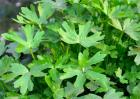 石龙芮的栽培技术