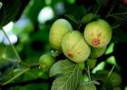 无花果栽培技术要点