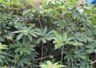 重楼种植条件