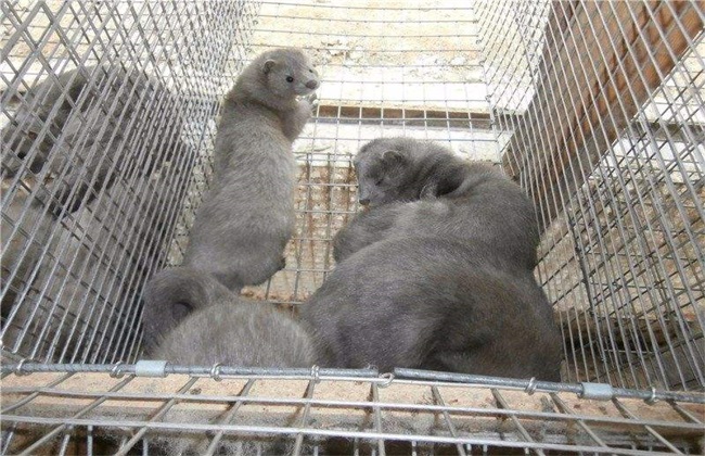 水貂 养殖 日常管理