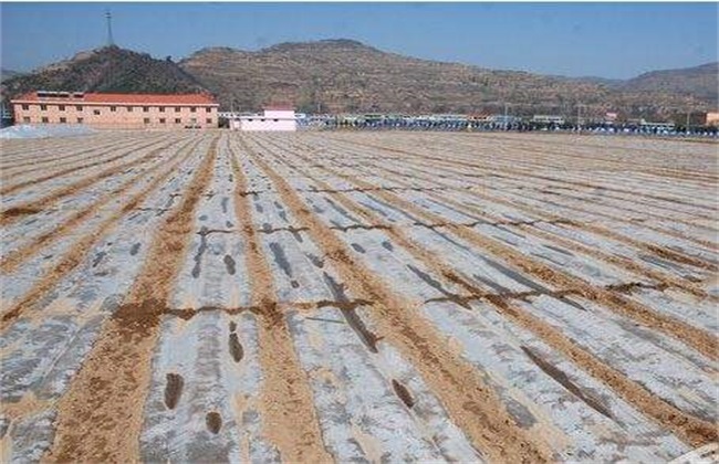 玉米 覆盖地膜 田间管理