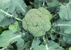 2018种植什么蔬菜最赚钱