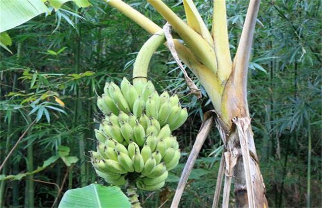 粉蕉 种植 技术