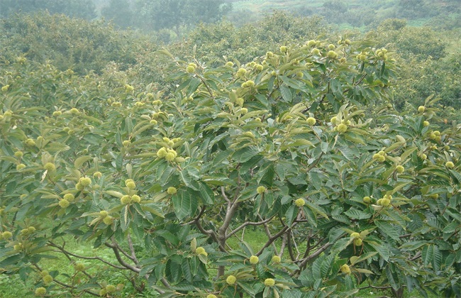 板栗树 如何 管理