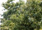 板栗树种植技术要点