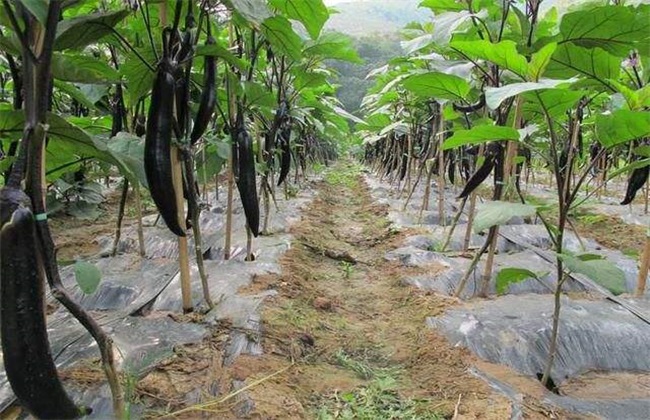 茄子 环境条件 要求