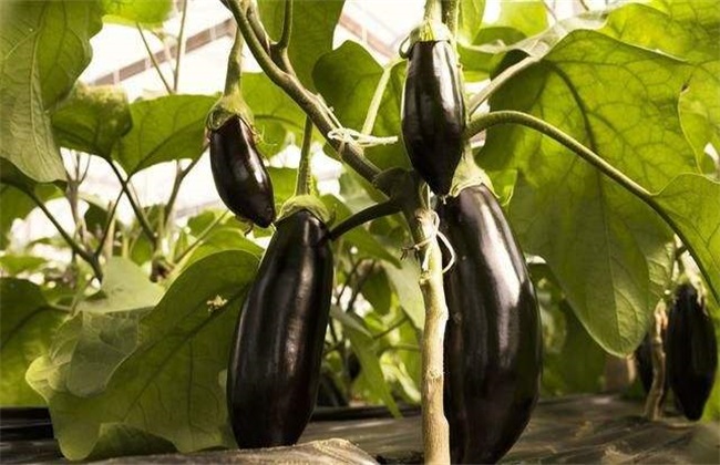 茄子 环境条件 要求