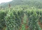草乌的种植方法