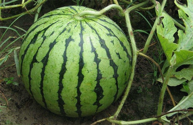 西瓜 除草 注意事项