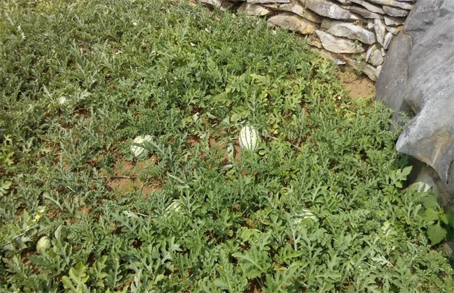 西瓜 除草 注意事项