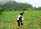 砂仁的种植条件