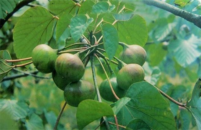 油桐 栽培 技术