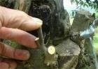 柿子的嫁接技术
