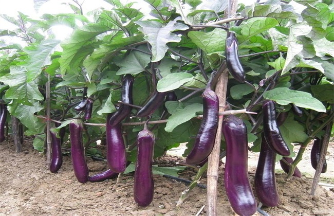 茄子 施肥 方法