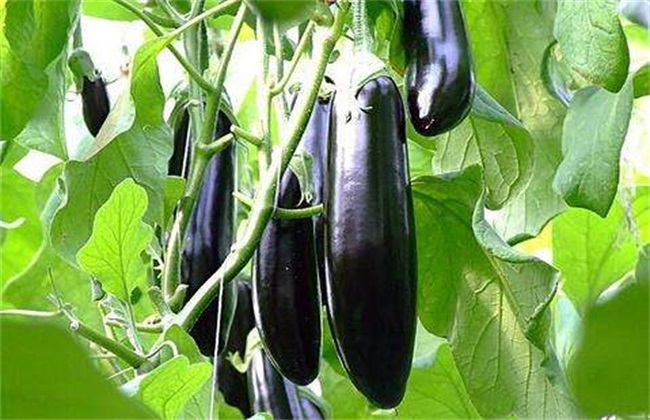 茄子 施肥 方法