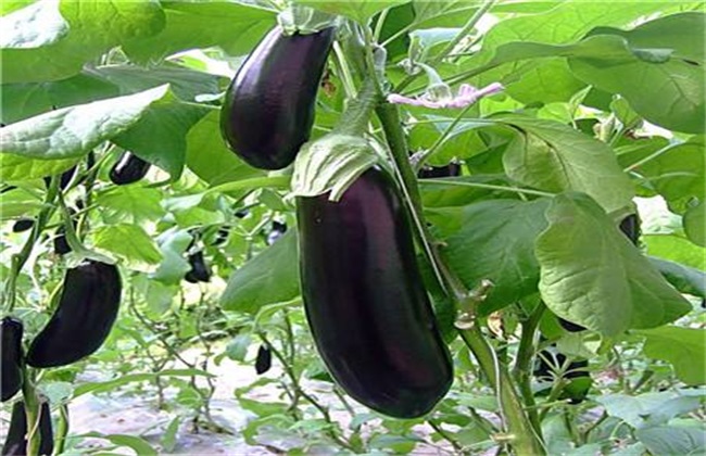 茄子 施肥 方法