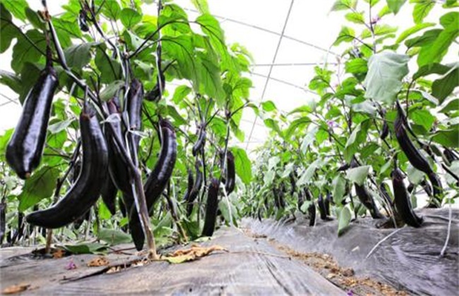 茄子 施肥 方法