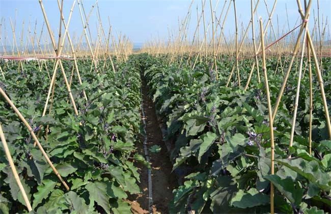茄子 施肥 注意事项