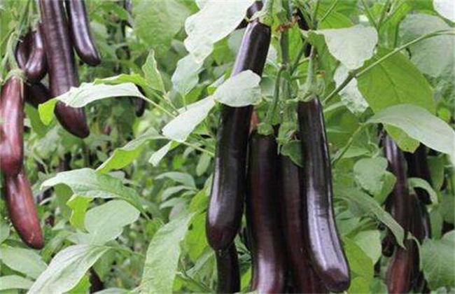 茄子 施肥 注意事项