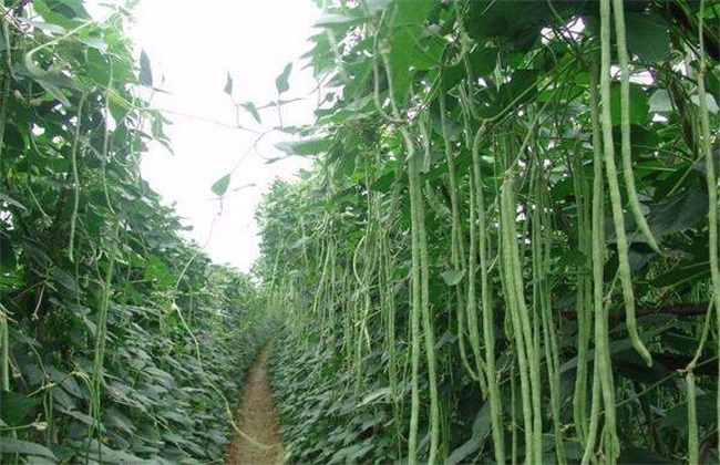 豆角 环境条件 要求