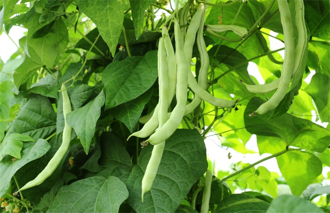 四季豆 落花落荚 怎么办