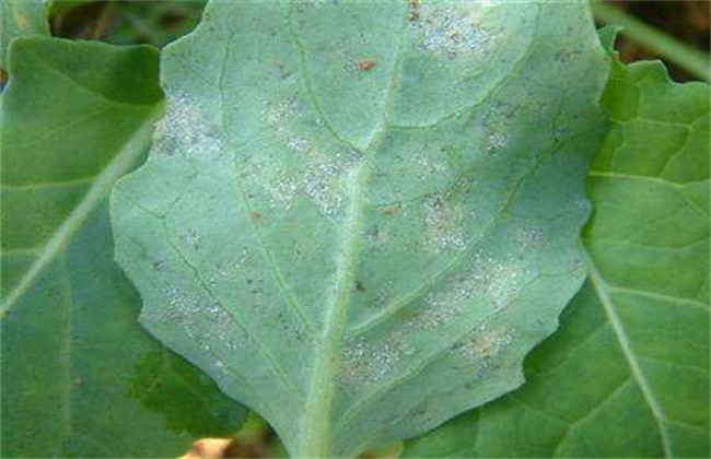 油菜的病虫害防治方法