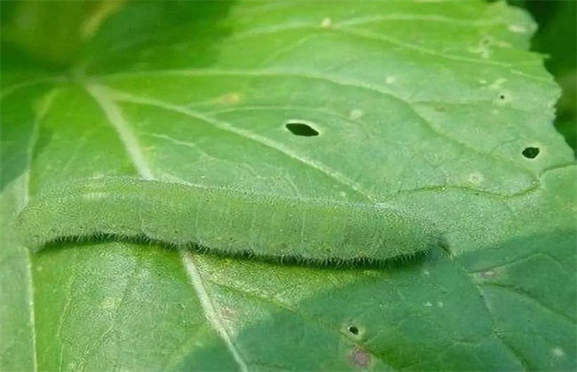 油菜的病虫害防治方法
