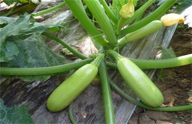 冬季 西葫芦 管理技巧