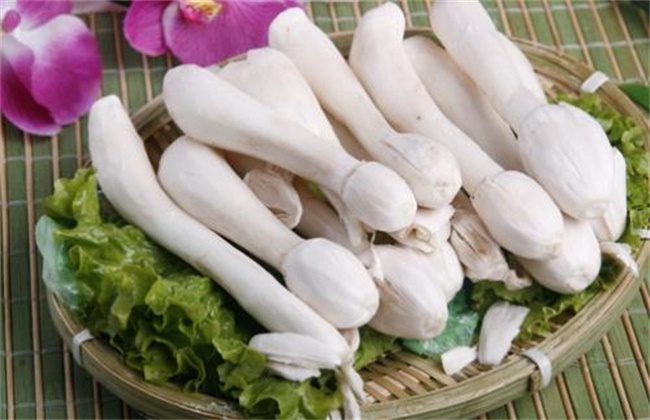 鸡腿菇和杏鲍菇的区别