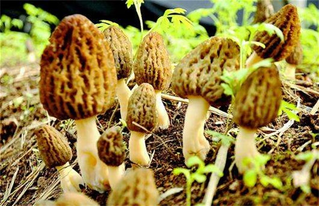 羊肚菌的种植条件
