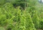 穿山龙的种植方法