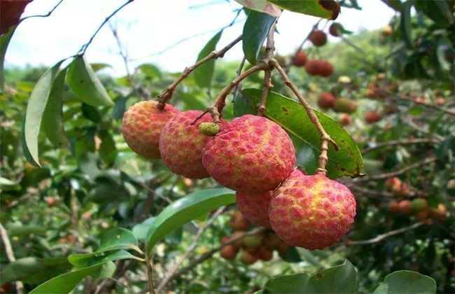 荔枝 壮花保果 技术