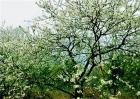 李子落花落果的原因及防治措施