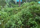 金钗石斛的种植方法
