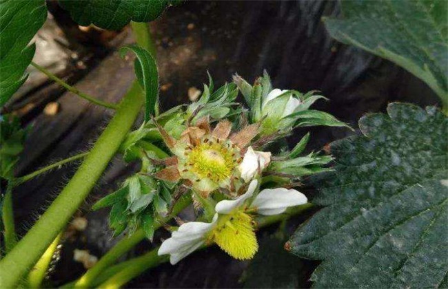 草莓 花期管理 技术要点
