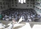 鸽子繁殖的注意事项