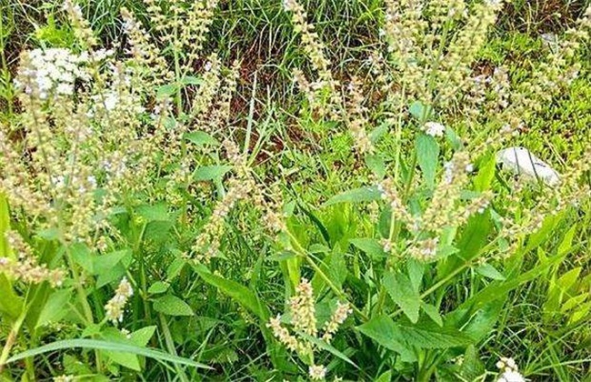 雪见草 种植 方法