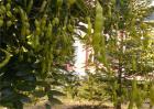 槐角的种植技术