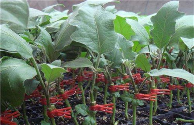 茄子 嫁接 技术