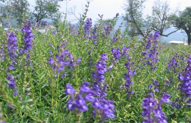 黄芩