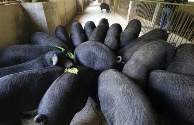 猪舍臭气快速去除方法